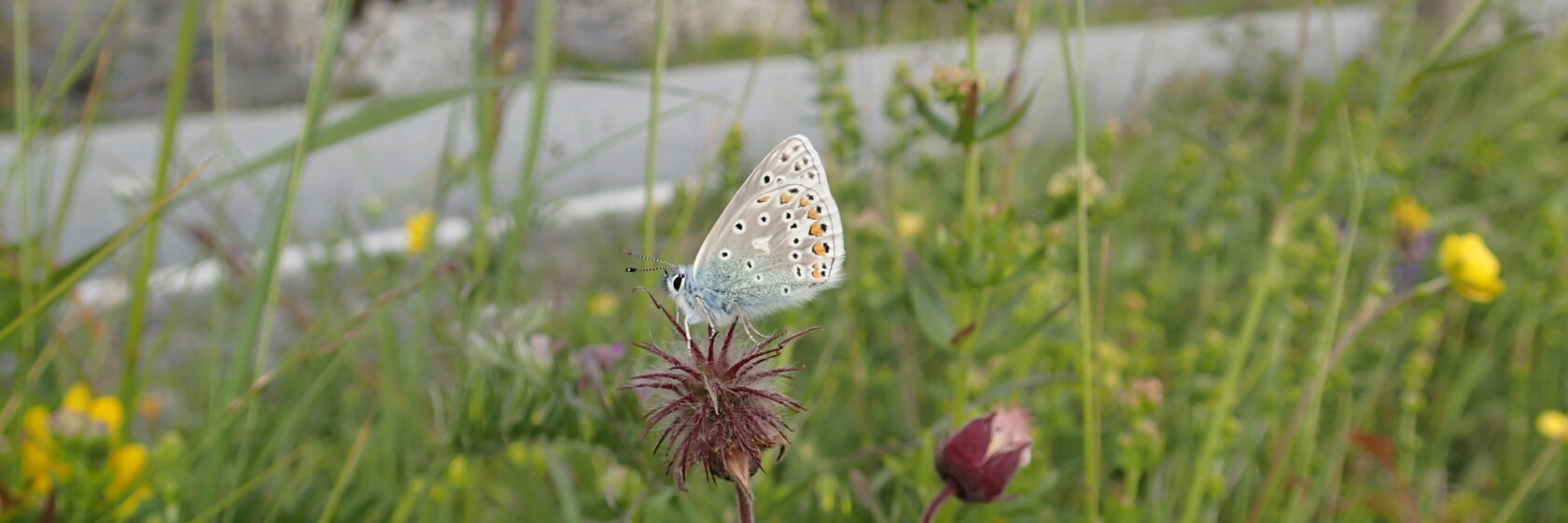 A butterfly landing on flowers